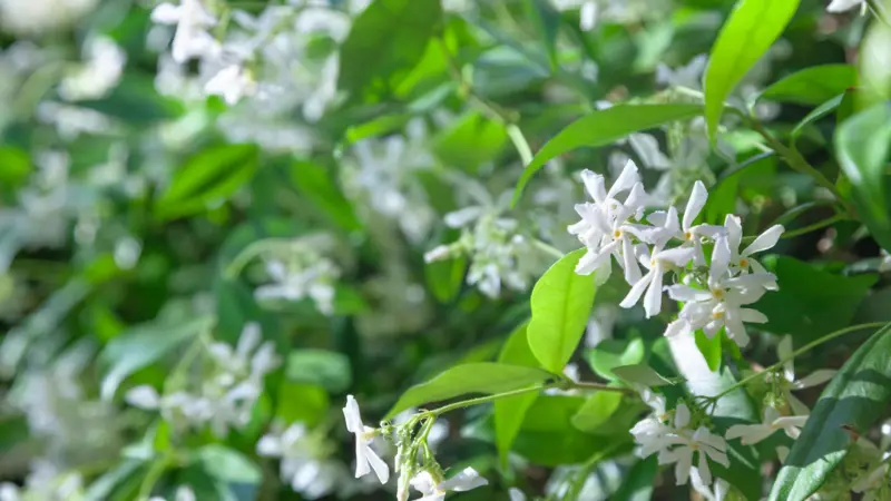 Small white jasmine flowers blooming densely across a green climbing plant.