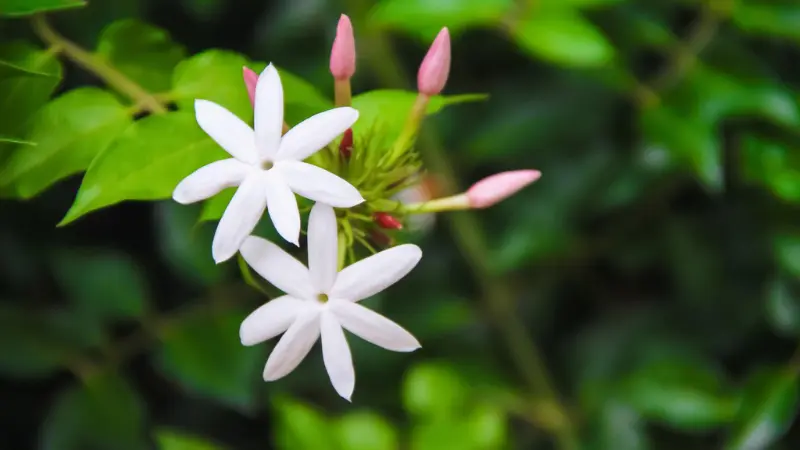 Two white jasmine flowers with pink buds growing together on a vine.