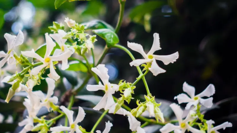 White jasmine flowers blooming along a climbing vine with green leaves.
