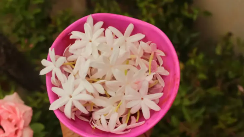 White jasmine flowers collected in a pink bowl showing their small star-shaped petals.