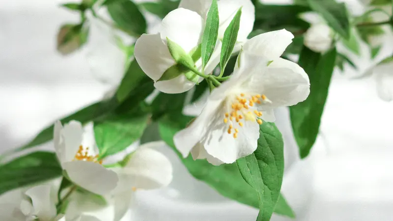 White jasmine flowers with yellow centers displayed in a decorative vase.