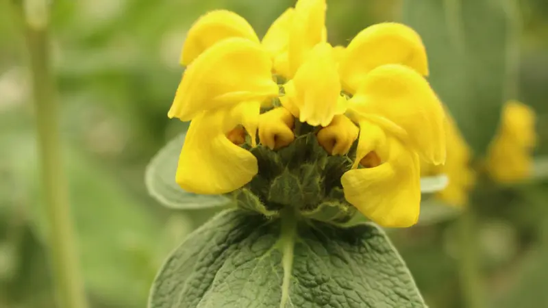 Close-up of a Jerusalem sage flower whorl resembling a crown with layered golden blooms.
