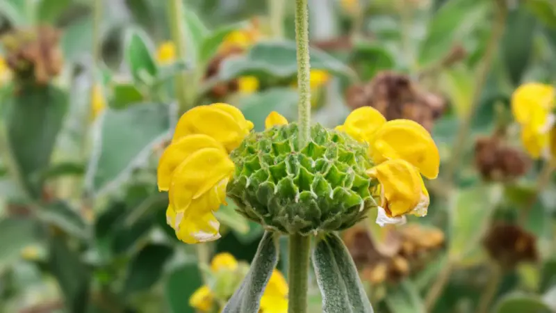 Jerusalem sage flower head viewed from below showing the green calyx, yellow petals, and unique floral structure.