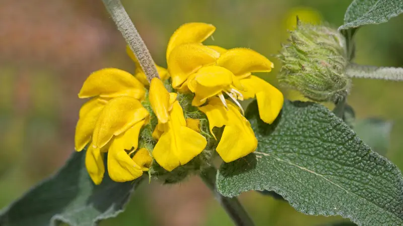 Close-up of yellow Jerusalem sage flowers growing in a layered whorled cluster with delicate petals and green stems.
