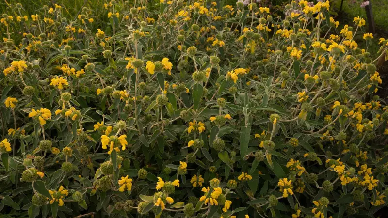 Dense Jerusalem sage flower shrub covered with bright yellow blooms and surrounded by soft green-grey foliage in a sunny garden.