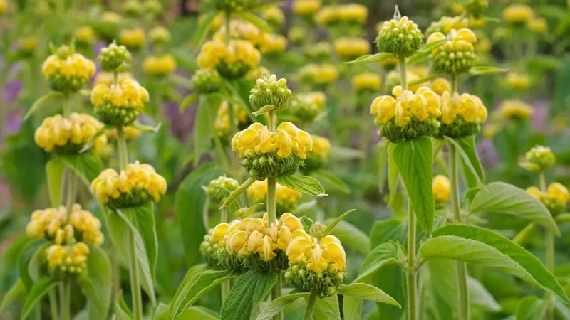 Jerusalem sage plants displaying tall tiered yellow flower spikes among green foliage.