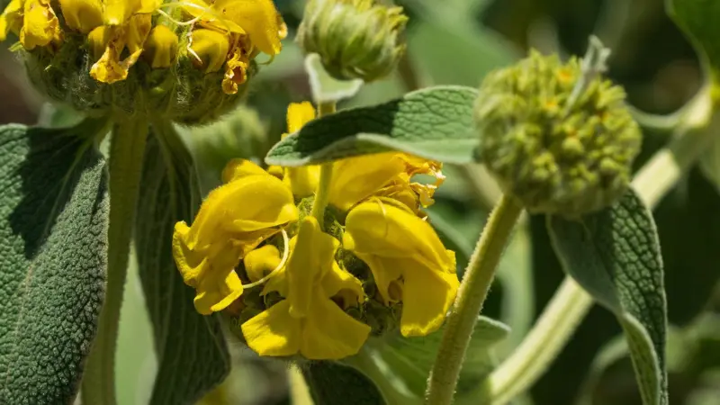 Jerusalem sage flowers blooming beside a rounded green seed head with surrounding leaves.