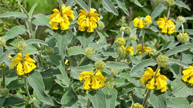 Field of Jerusalem sage plants covered with yellow flower whorls growing across a natural landscape.
