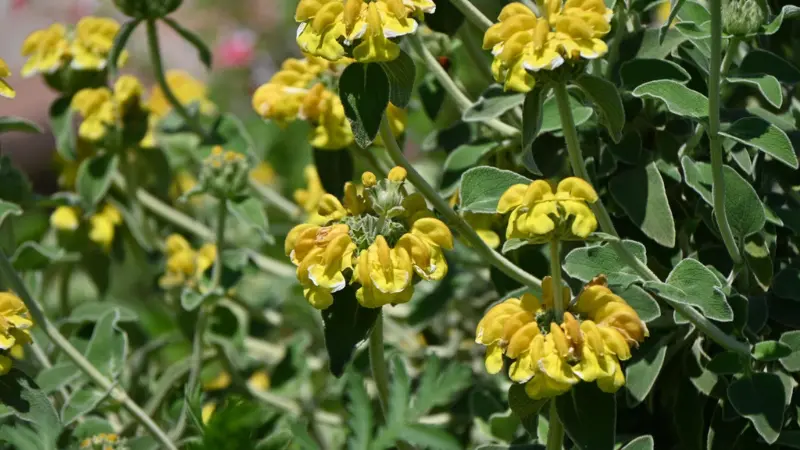 Close-up of sunlit yellow Jerusalem sage flowers highlighting their soft petals and rounded clusters.