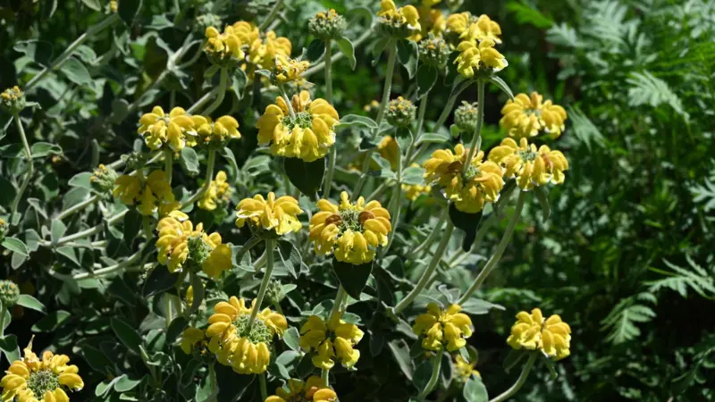 Jerusalem sage shrub covered with multiple layers of yellow flower whorls in a lush garden setting.
