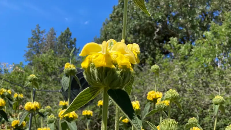 Yellow Jerusalem sage flower cluster standing against a bright blue sky with clear sunny lighting.