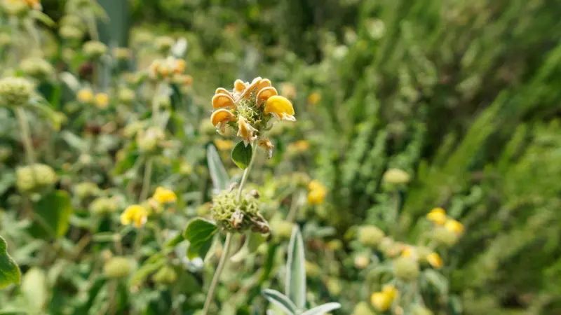 Jerusalem sage flower cluster showing fading orange-yellow petals with a natural aging bloom texture.