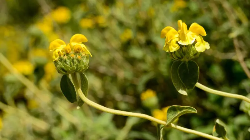 Two Jerusalem sage flower whorls blooming on curved stems against a softly blurred garden background.