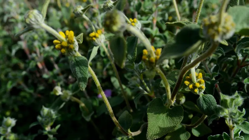 Jerusalem sage flowers growing among soft fuzzy green-grey leaves with a textured natural appearance.