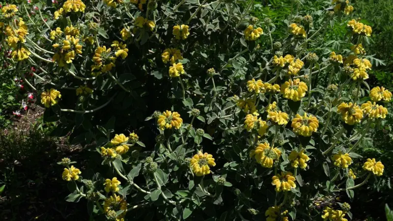 Multiple Jerusalem sage flower bushes blooming with golden-yellow flowers across a green garden landscape.