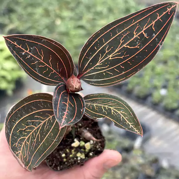 Jewel Orchid
