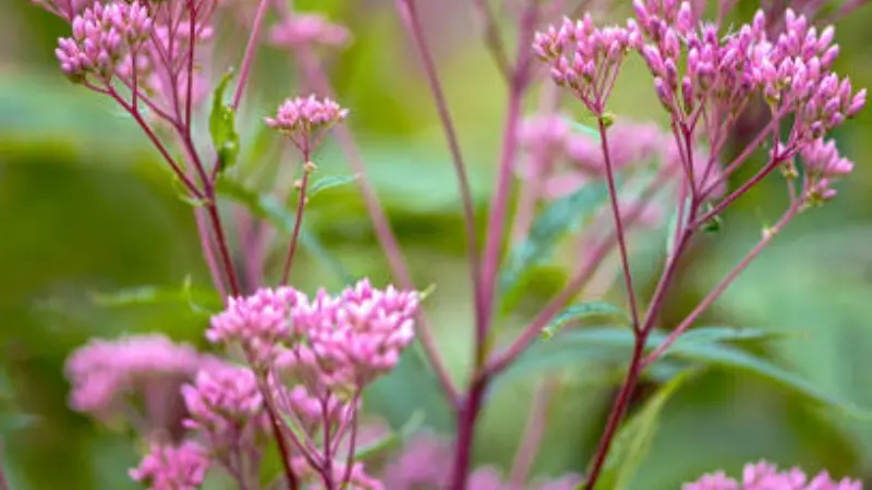 Pink Joe Pye Weed flower clusters growing on tall reddish stems surrounded by lush green leaves.