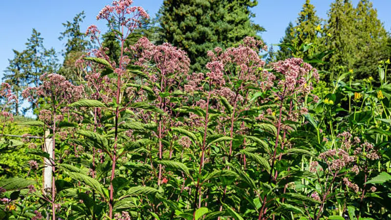 Tall Joe Pye Weed plants with pink blooms growing near evergreen trees in a landscape garden.