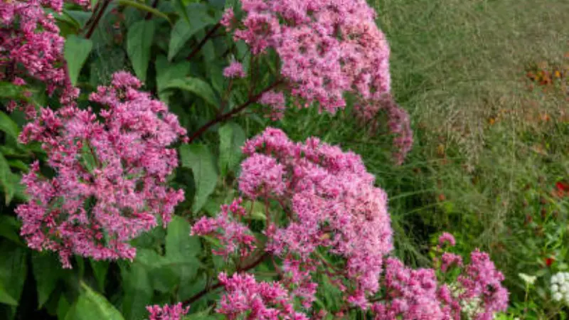 Vivid pink Joe Pye Weed flower clusters filling a garden bed with colorful summer blooms.