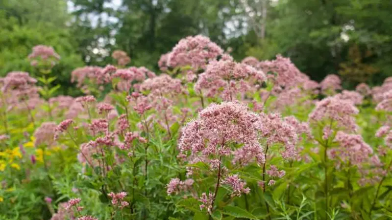Joe Pye Weed flowers blooming naturally in a wild meadow surrounded by grasses and plants.
