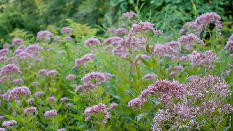 Wide field view of pink Joe Pye Weed flowers blooming densely among green meadow vegetation.