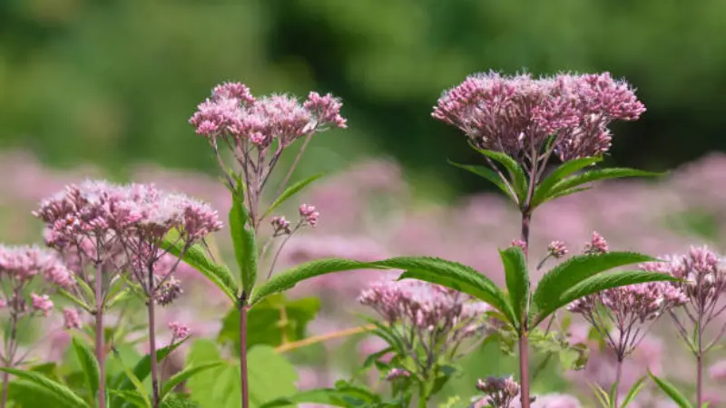 Joe Pye Weed flower heads with serrated green leaves creating a detailed natural garden scene.