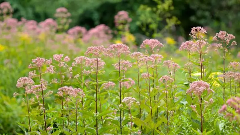 Tall Joe Pye Weed plants covered with pink flower clusters growing in a garden border.