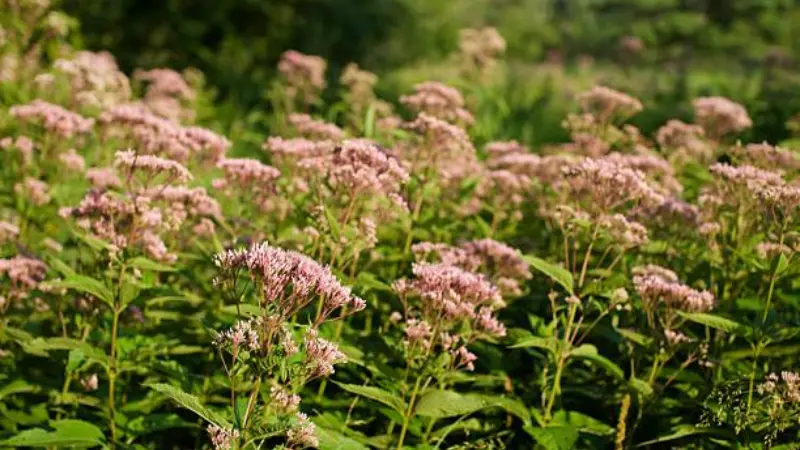 Dense field of pink Joe Pye Weed flowers glowing in bright sunlight above green foliage.