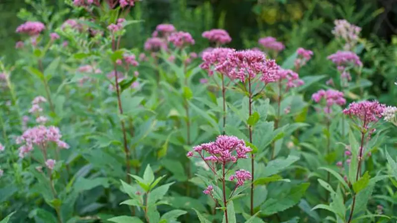 Pink Joe Pye Weed flowers rising above green leaves in a natural wildflower setting.
