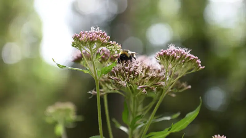 Bumblebee resting on pink Joe Pye Weed flower clusters while collecting nectar in a garden.