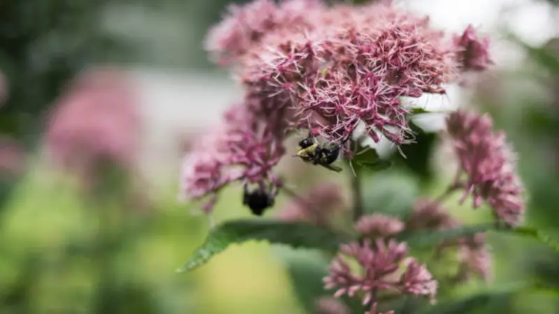 Bumblebees feeding on pink Joe Pye Weed flower clusters surrounded by green garden plants.
