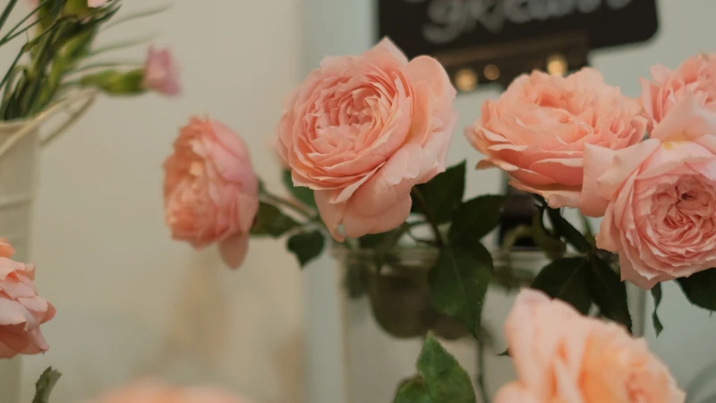 Juliet rose blooming beautifully