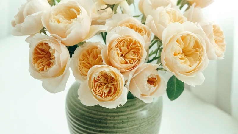 Close-up of a Juliet rose flower