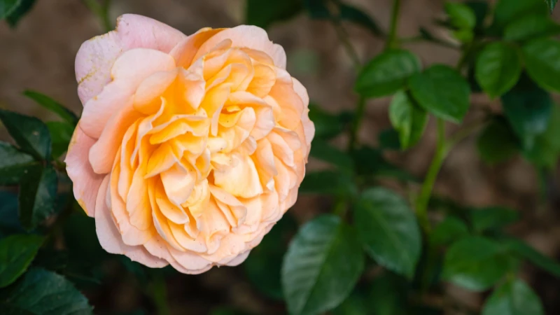 Juliet rose featured flower image