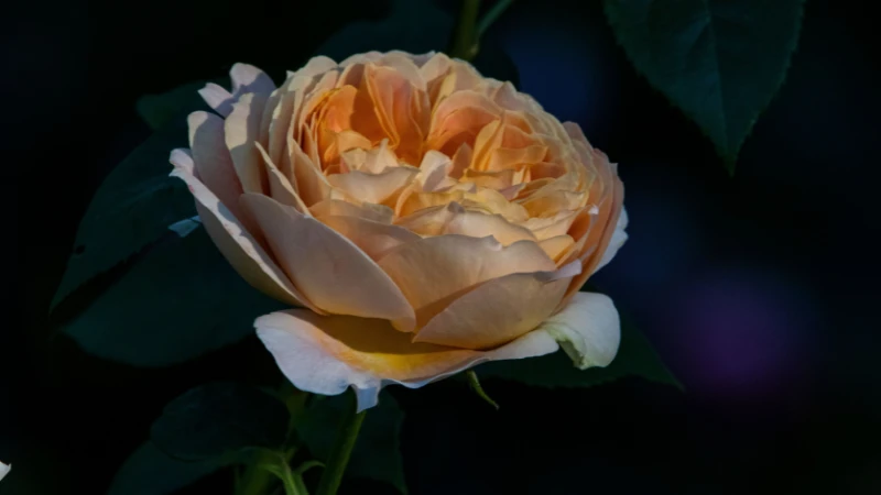 Juliet rose floral bloom