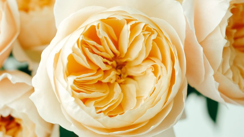 Juliet rose flower in full bloom