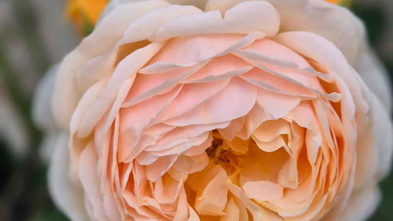 Juliet rose with layered petals