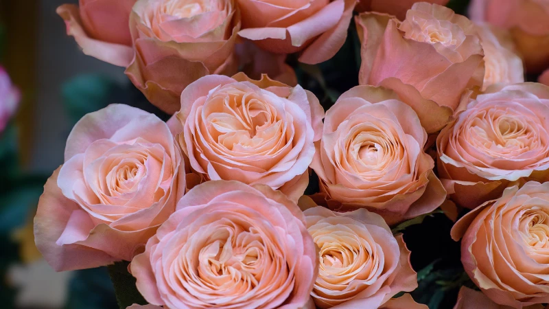 Juliet rose garden bloom