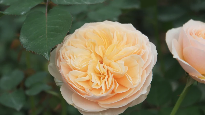 Juliet rose growing in a garden