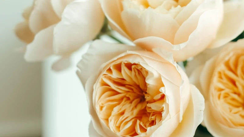Juliet rose petals close-up