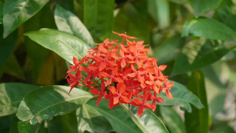 Orange-red Jungle Flame Ixora flower cluster surrounded by bright green leaves.