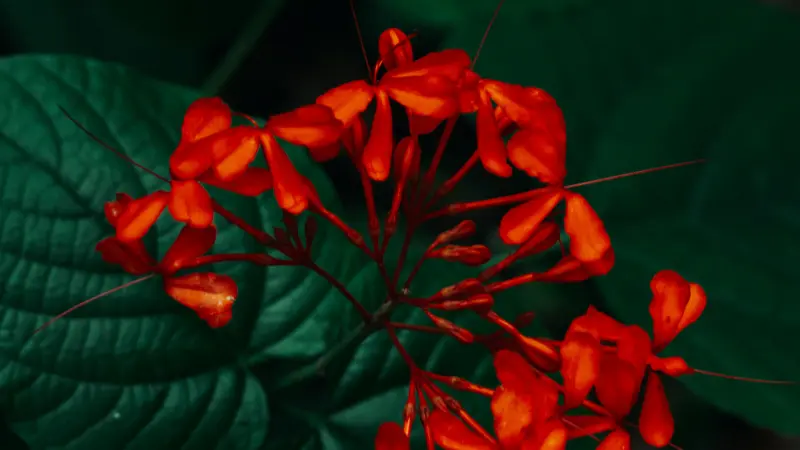 Red-orange Jungle Flame Ixora flowers blooming beside a large green leaf.