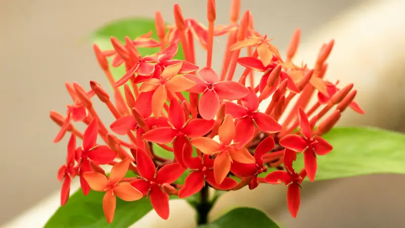 Red-orange Jungle Flame Ixora flowers growing on a potted tropical plant.