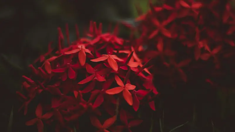 Deep red Jungle Flame Ixora flower clusters blooming in a shaded garden environment.