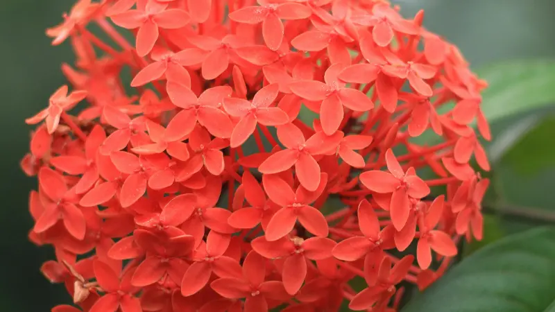 Overhead view of an orange-red Jungle Flame Ixora flower cluster with tightly packed blooms.