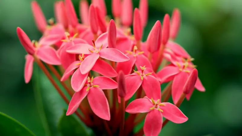 Pink Jungle Flame Ixora flowers with yellow centers and unopened buds among green leaves.