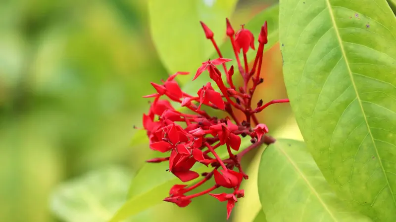 Cluster of red Jungle Flame Ixora flower buds beside a yellow-green leaf in close-up.