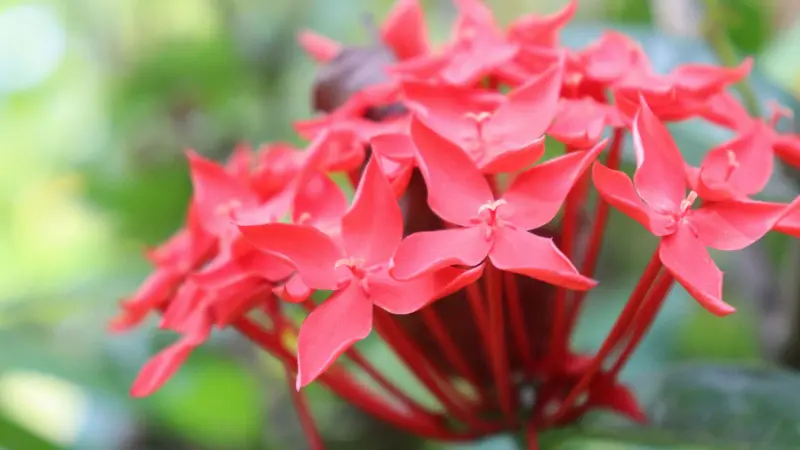 Star-shaped red Jungle Flame Ixora flowers blooming on red stems with tropical foliage.