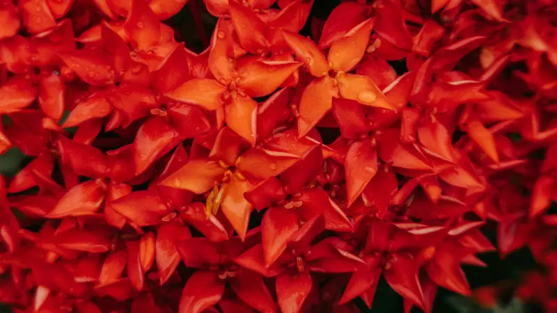 Close-up of red Jungle Flame Ixora flowers covered with sparkling dew drops.