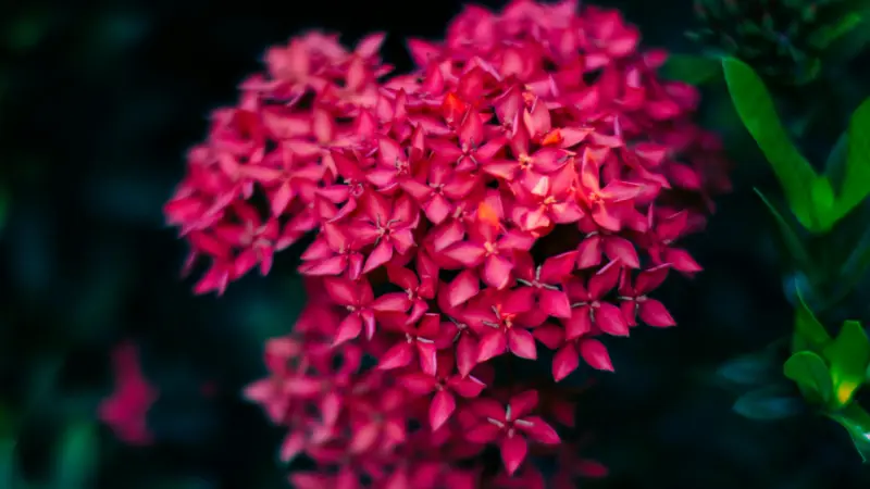 Cluster of star-shaped pink-red Jungle Flame Ixora flowers blooming densely on green foliage.